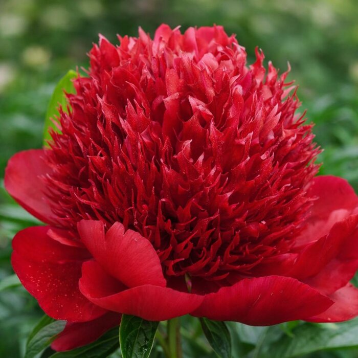 Pivonka čínska 'Red Charm' – Najkrajšia sýtočervená trvalka