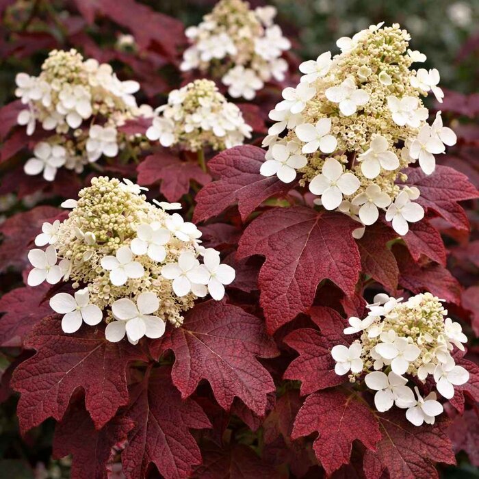 Hortenzia dubolistá ´Burgundy´ – Najkrajšie jesenné sfarbenie