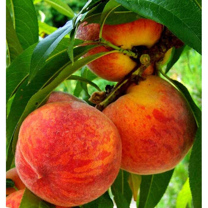 Broskyňa ´Harnaś´ – mrazuvzdorná odroda so šťavnatými plodmi