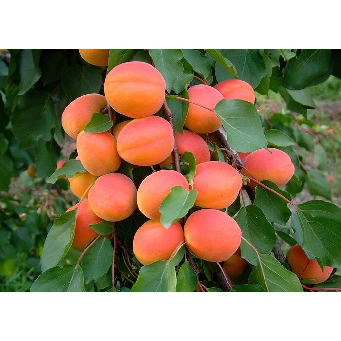 Marhuľa ´Bhart´ (Orange Red®) – prémiová odroda s úžasnou chuťou