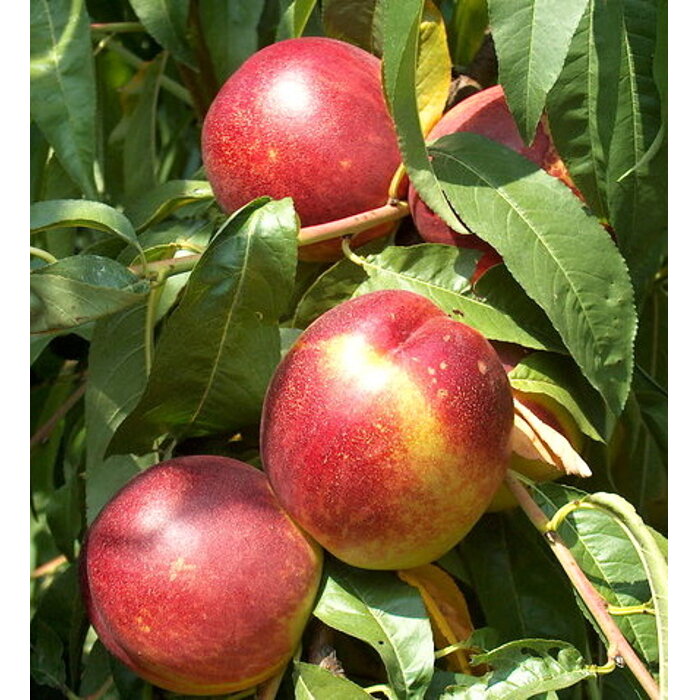 Nektarinka ´Super Queen´ – veľkoplodá odroda so špičkovou chuťou