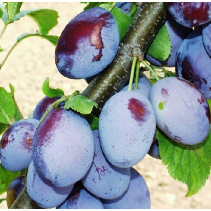 Slivka ´Top King´ – veľkoplodá odroda odolná voči šárke