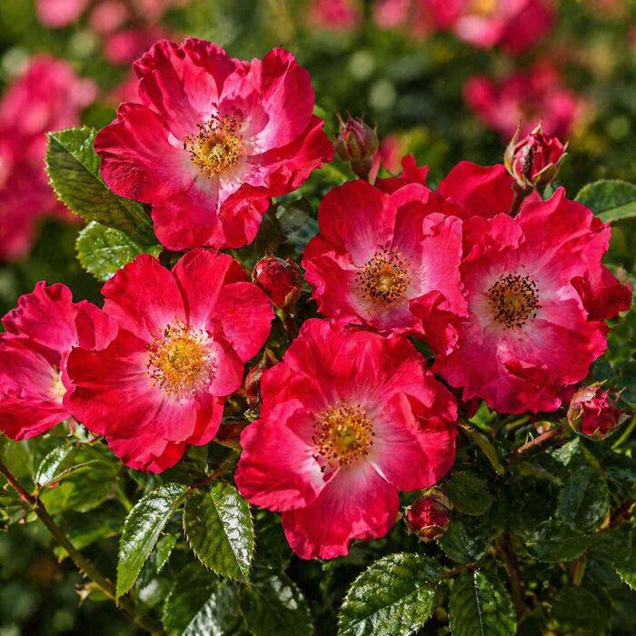 Ruža na kmienku ´Marathon´ - Bohato kvitnúca ružová dominanta