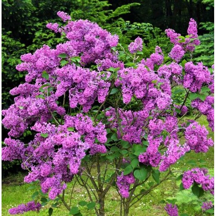 Orgován obyčajný ´KARDINAL´ - Intenzívna purpurová dominanta