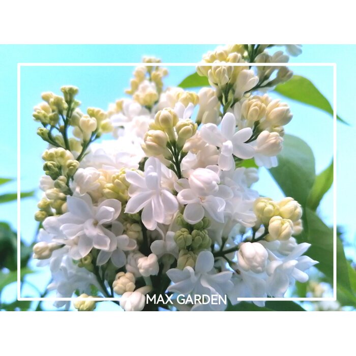 Orgován obyčajný ´Mme Lemoine´ – Najkrajšia plnokvetá biela odroda