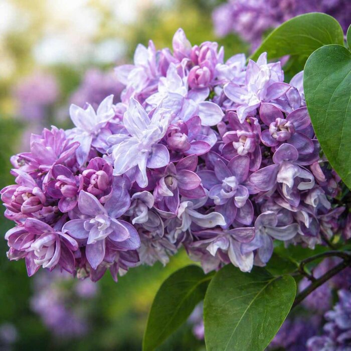 Orgován obyčajný ´Mme Lemoine´ – Najkrajšia plnokvetá biela odroda