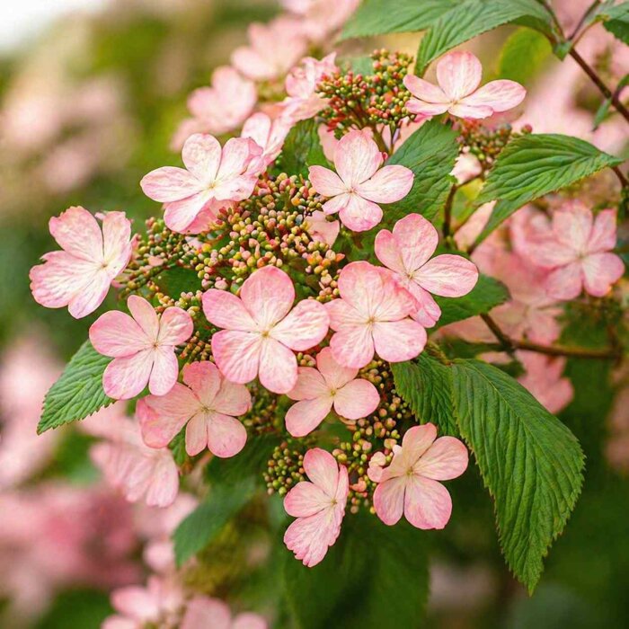 Viburnum plicatum ´MOLLY SCHROEDER´ - Vzácna ružová kalina