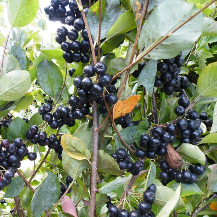 Jarabina čierna ´VIKING´ (Aronia prunifolia) - Vitamínová bomba