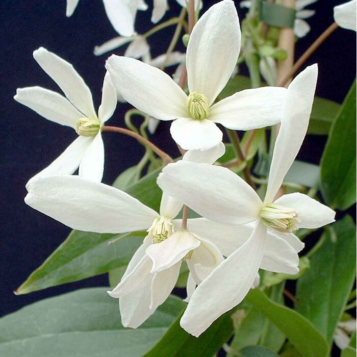 Plamienok Armandov (Clematis armandii) – vždyzelená popínavka