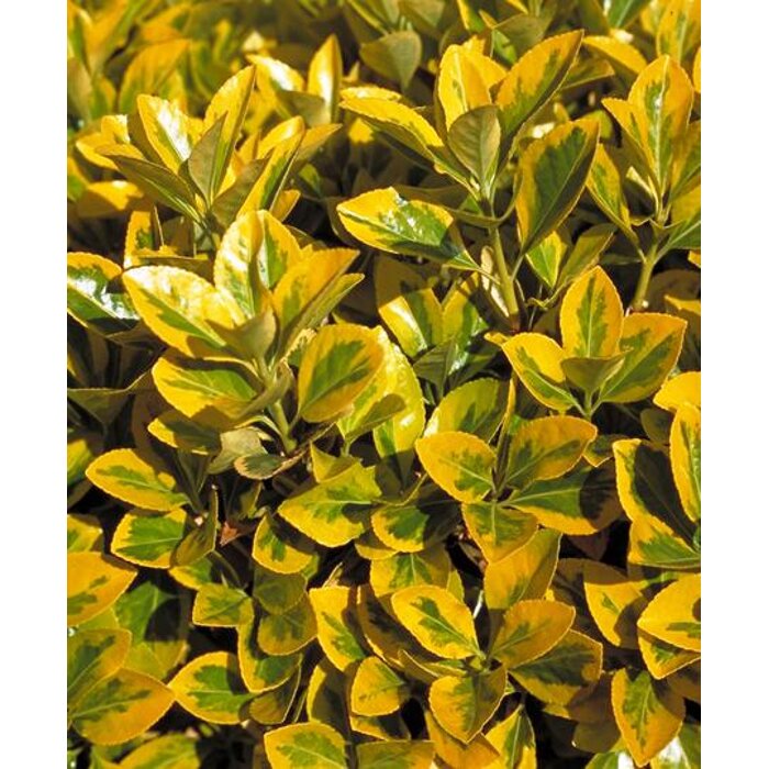 Bršleň - Euonymus japonicus ´Aureomarginatus´ - 20/30cm