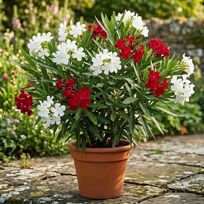 Nerium oleander DUO – červený a biely oleander v jednom kvetináči
