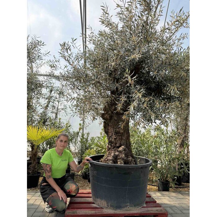 Olivovník európsky (Olea europaea) – majestátny strom Stredomoria