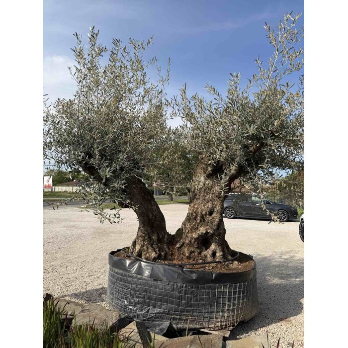 Olivovník európsky (Olea europaea) – majestátny strom Stredomoria