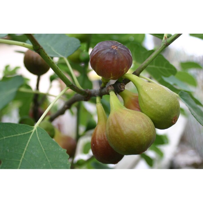 Figovník obyčajný (Ficus carica) – sladká úroda z vašej záhrady