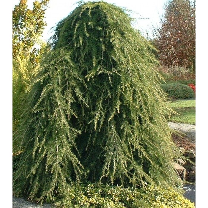 Céder himalájsky 'Pendula' – Elegantný previsnutý ihličnan