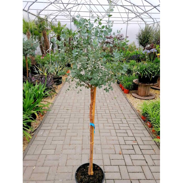 Eukalyptus gunniho - Eucalyptus gunnii -na 80/90cm kmeni