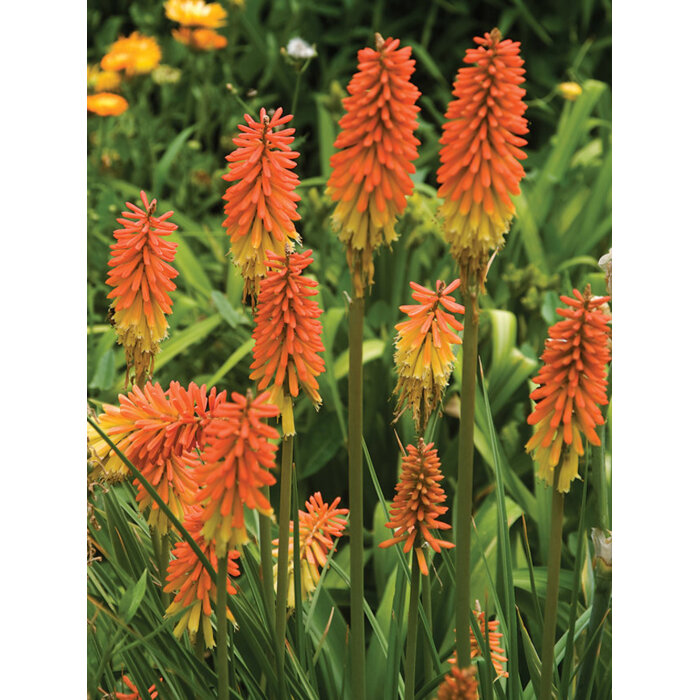 Kniphofia caulescens – Kleopatrina ihla s modrastými listami