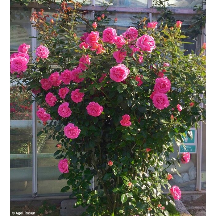 Ruža popínavá - ružová - Rosa ´Grimpant Parfum Royal´- 140/180cm