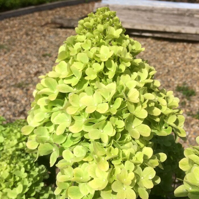 Hortenzia metlinatá ´Mojito´ – nízky limetkový okrasný ker