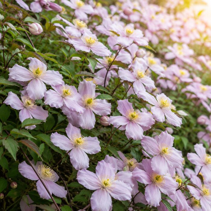Plamienok ´Pink Perfection´ – veľkokvetá ružová popínavka