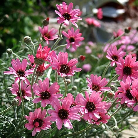 Rhodanthemum ´Zagora Pink´ – ružová marocká sedmokráska