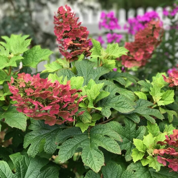 Hortenzia dubolistá ´Ruby Slippers´ – rubínový kompaktný ker