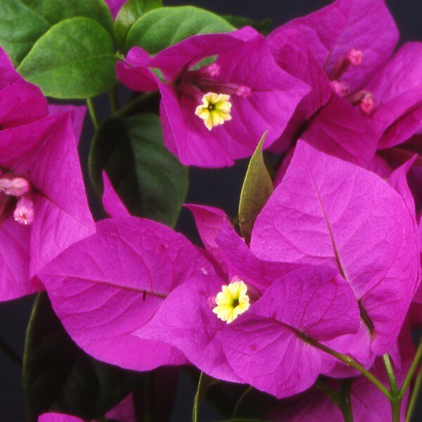 Bugenvilea ´Deep Purple´ – exotická purpurová stredomorská popínavka