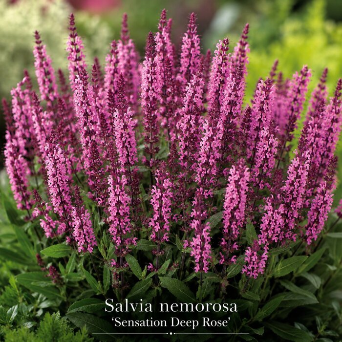 Šalvia hájna ´Sensation Deep Rose´ – nízka tmavoružová trvalka