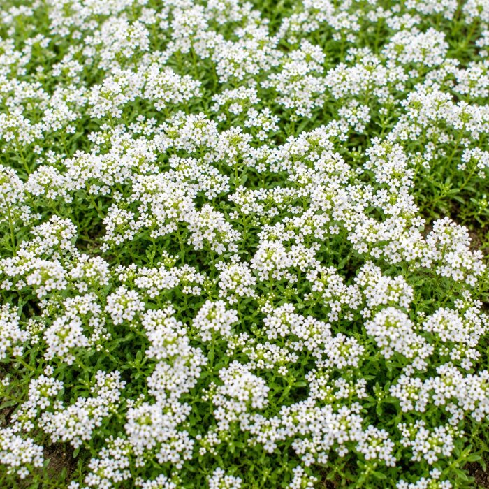 Materina dúška (Thymus serpyllum) – voňavá plazivá bylinka