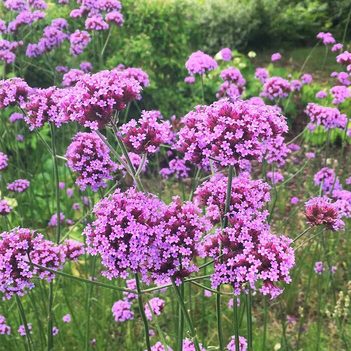 Železník argentínsky (Verbena bonariensis) – vzdušná trvalka pre motýle