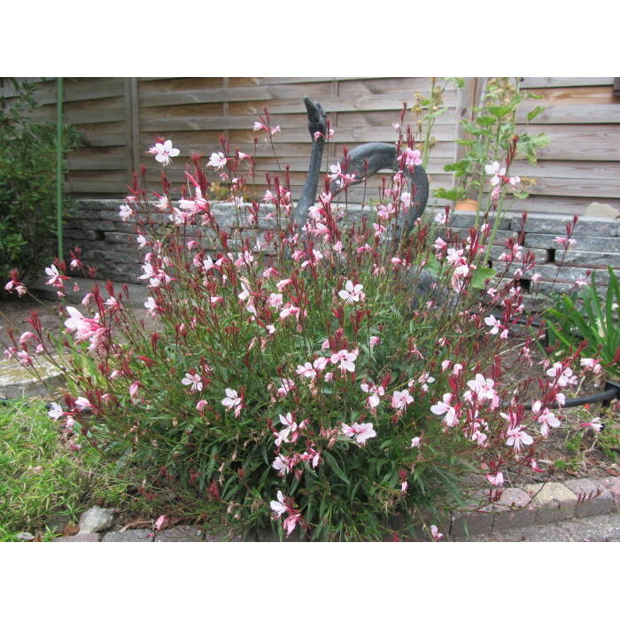 Gaura Lindheimerova ´Gaudi Pink´ – kompaktná ružová trvalka