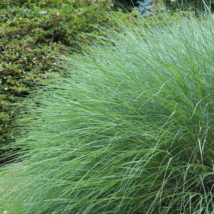 Ozdobnica čínska ´Gracillimus´ – elegantná okrasná tráva