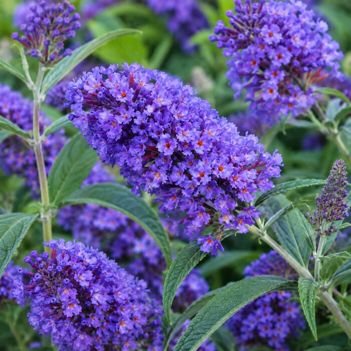 Budleja Dávidova ´Petite Blue Heaven´ – trpasličia modrá budleja