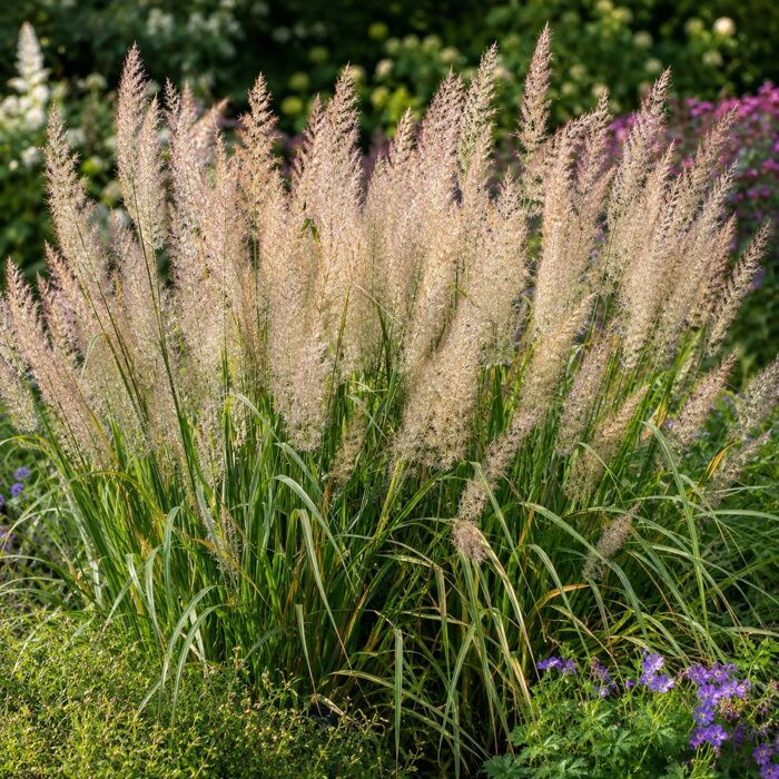 Smlz krátkoosinkatý – diamantová tráva Calamagrostis brachytricha