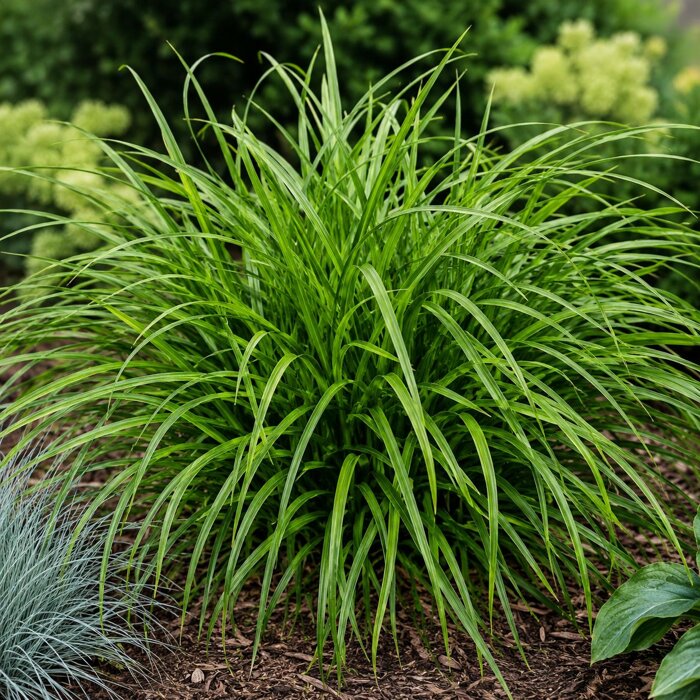 Ostrica vtáčonohá ´Irish Green´ – stálozelená smaragdová tráva