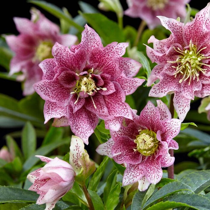 Čemerica východná ´Double Ellen Pink Spotted´ – bodkovaná trvalka
