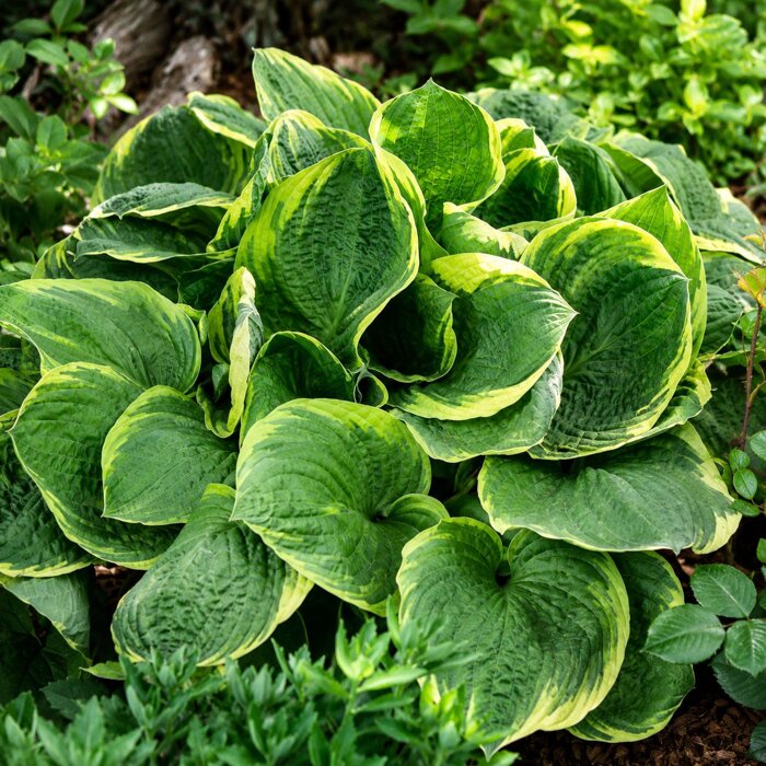 Hosta ´Christmas Tree´ – robustná dvojfarebná tieňomilná trvalka