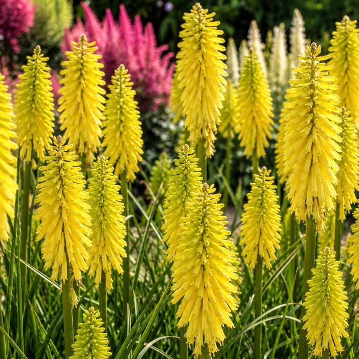 Kniphofia ´Lemon Popsicle´ – citrónovo-žltá fakľa do záhrady