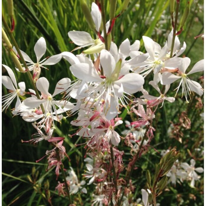 Gaura Lindheimerova ´Geyser White´ – elegantná biela trvalka