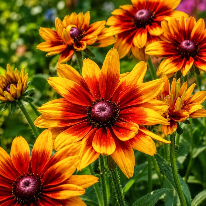 Rudbekia ´Rudy Fire´ – nízka zlato-bronzová trvalka