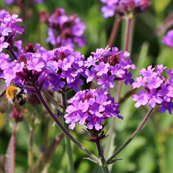 Železník tuhý (Verbena rigida) – nízky fialový pôdopokryvný ker