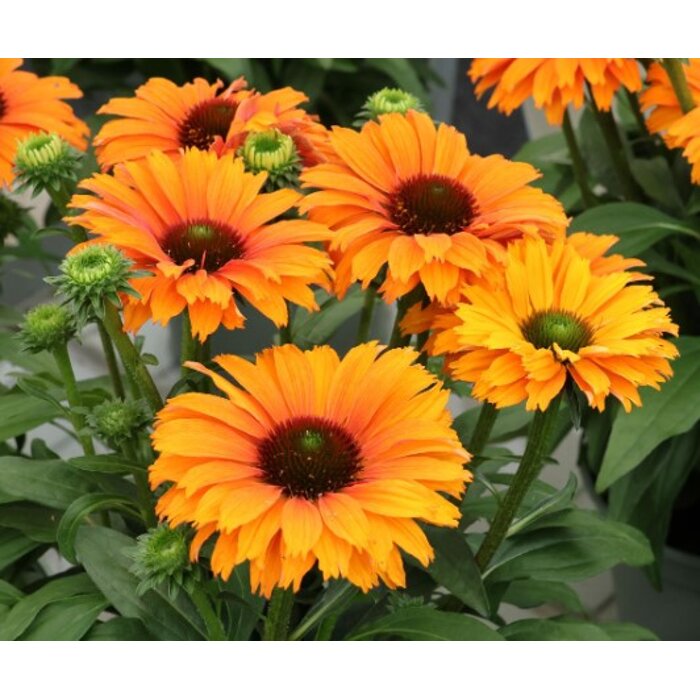 Echinacea ´SunSeekers Mineola´ – kompaktná oranžová trvalka