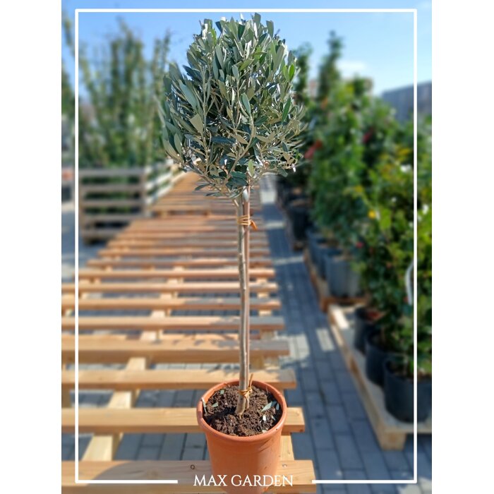 Olivovník európsky (Olea europaea) 50 cm kmeň – oliva na terasu