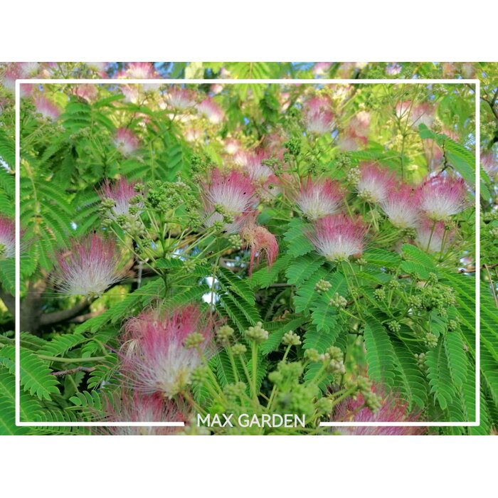 Albízia ružová (Albizia julibrissin) – hodvábny strom s ružovými kvetmi