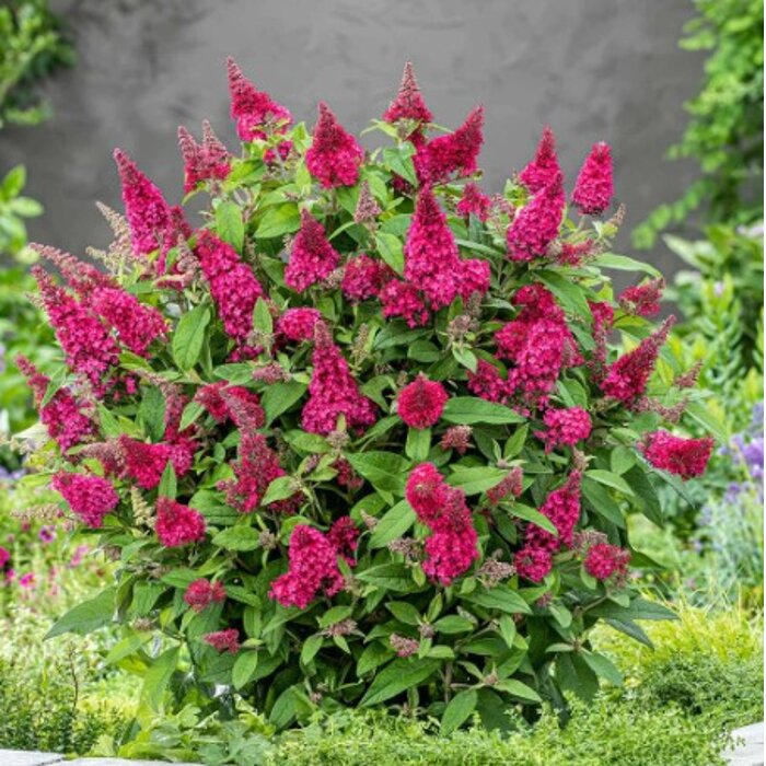 Trpasličia budleja ´Butterfly Candy Little Ruby´ – červený ker