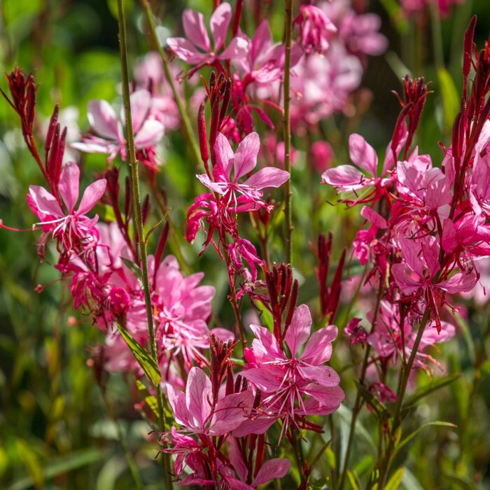 Gaura lindheimeri ´Siskiyou Pink´ – vzdušná ružová trvalka