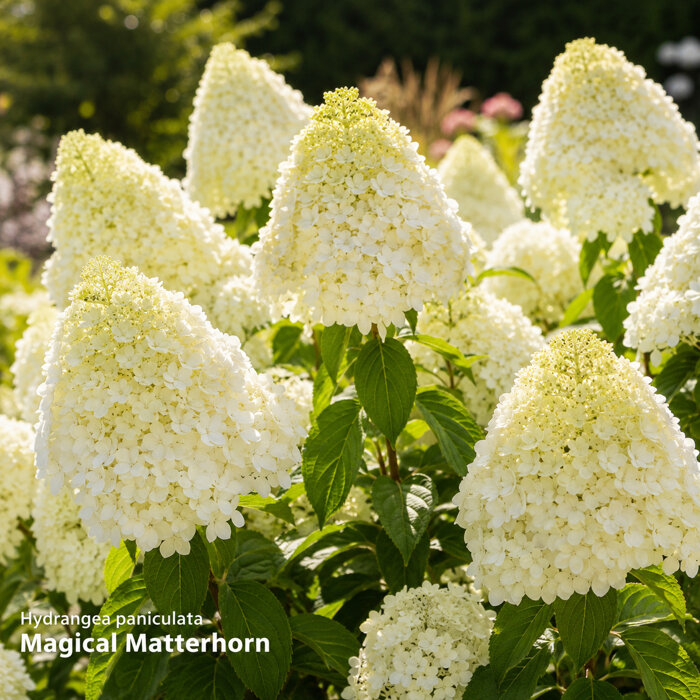 Hydrangea p.Magical Matterhom Co 3,5L