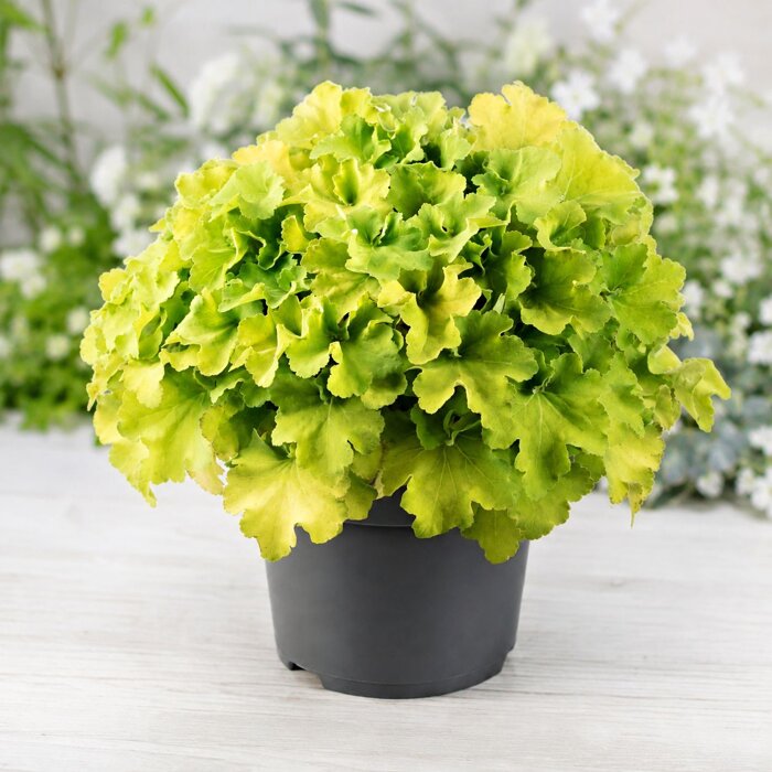 Heuchera Carnival ´Plum Crazy´