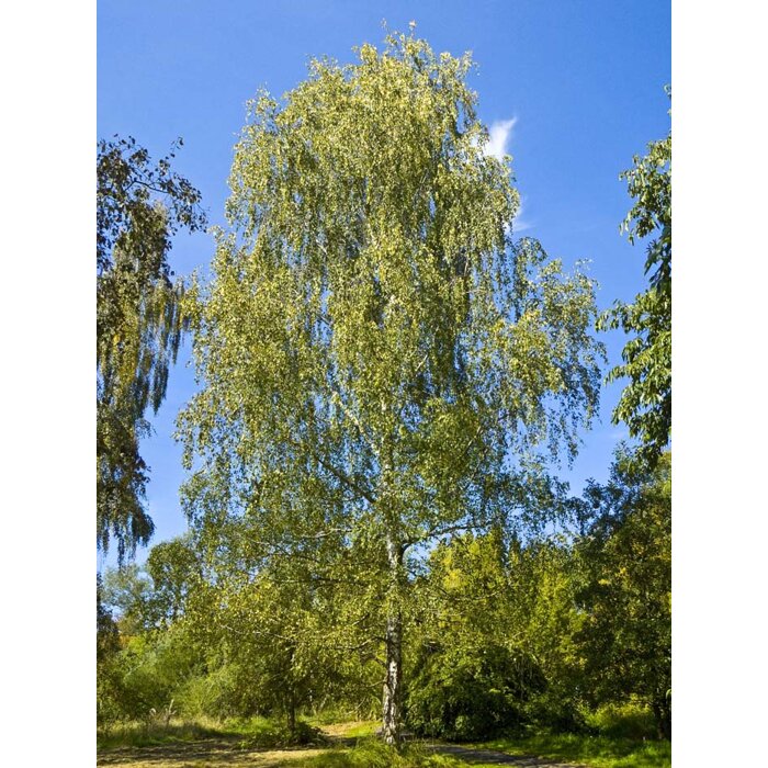 Breza previsnutá  Betula pendula  Rýchlorastúci solitér s bielou kôrou  maxgarden.sk