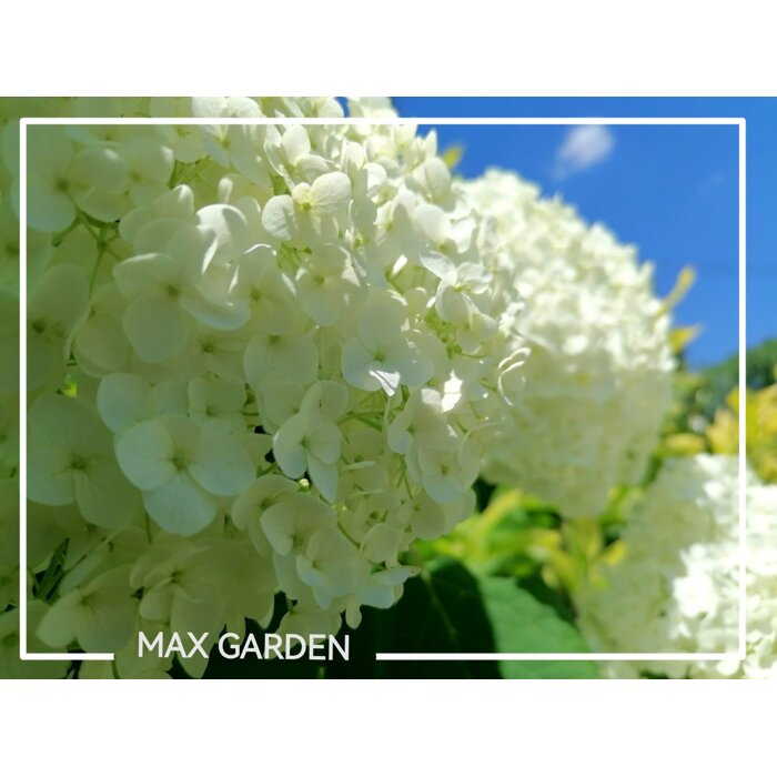 Hortenzia stromčekovitá - Hydrangea arborescens 'Annabelle'  -20/30cm